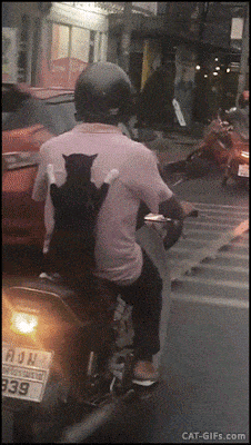 Daily Gifdump [WEEKEND EDITION]