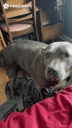 Daily Gifdump [WEEKEND EDITION]