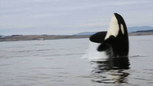 Orcas Are Not To Be Messed With!