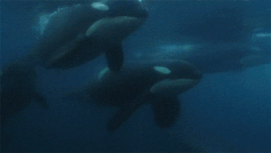 Orcas Are Not To Be Messed With!