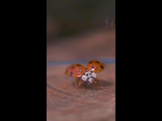 Ladybug Takeoff