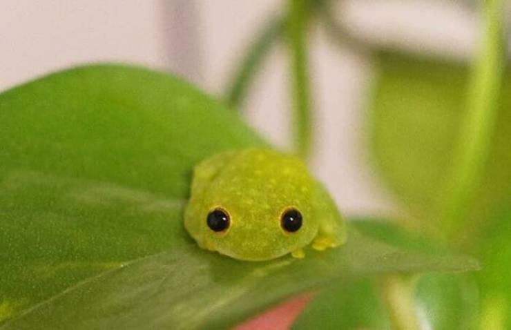 Who Would’ve Thought That Frogs Are So Cute?!