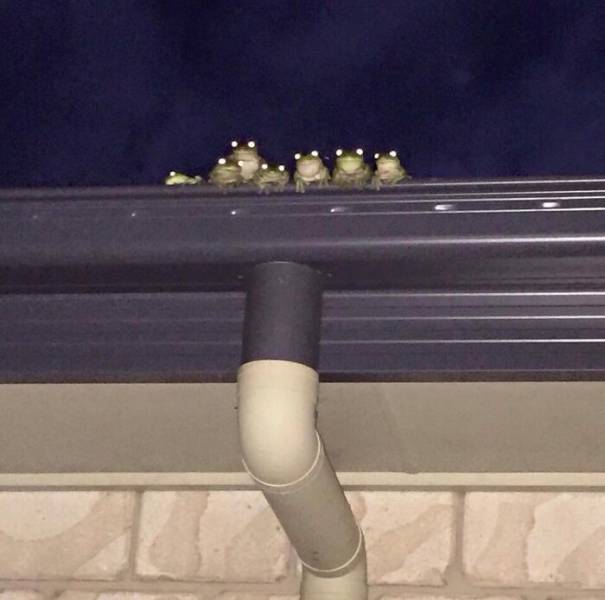 Who Would’ve Thought That Frogs Are So Cute?!