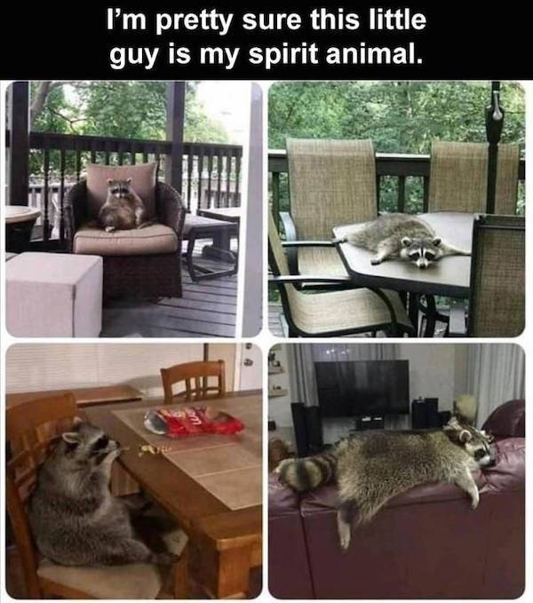 These Funny Animals