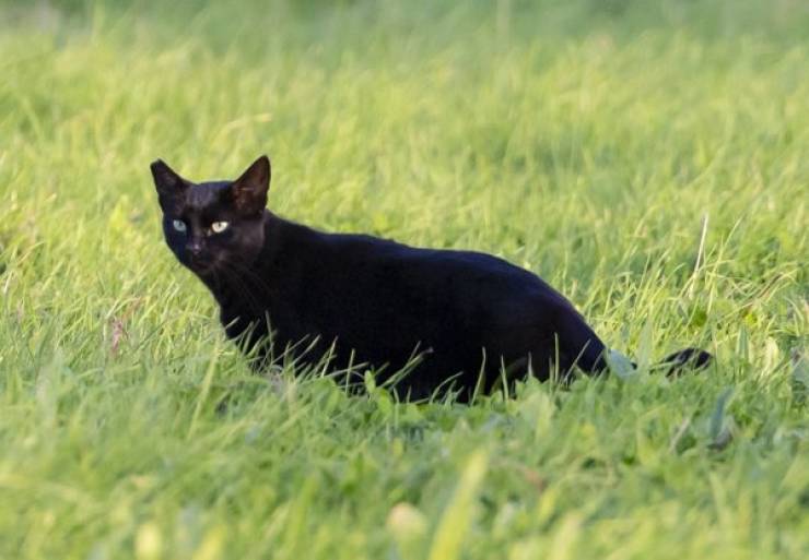 Obscure Facts About Black Cats