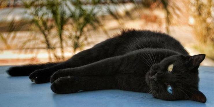 Obscure Facts About Black Cats