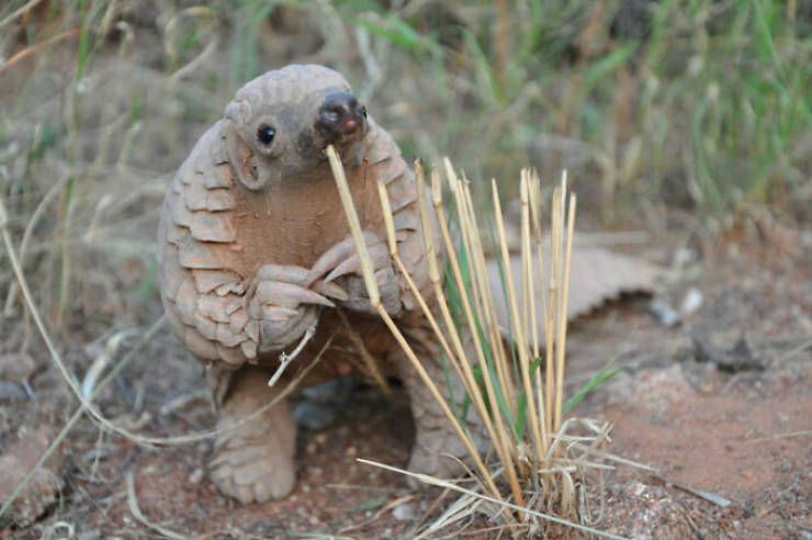 Baby Animals Are Criminally Cute!