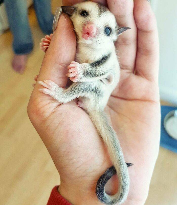 Baby Animals Are Criminally Cute!