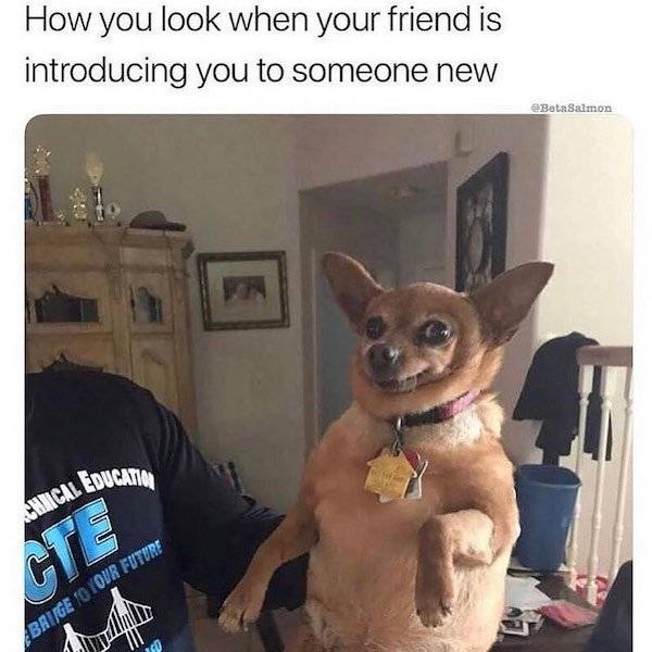 Woof Memes!