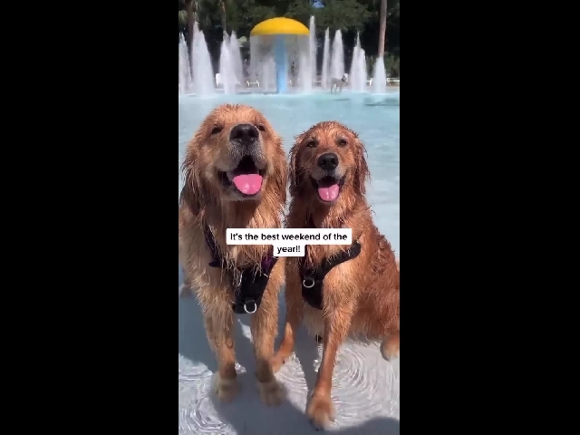 Dog Waterpark