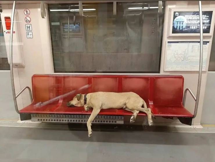This Turkish Dog Uses Public Transport To Travel Around Istanbul!