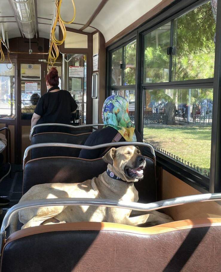 This Turkish Dog Uses Public Transport To Travel Around Istanbul!