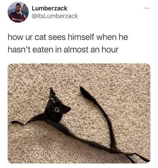 Do You Meow With These Cat Memes?