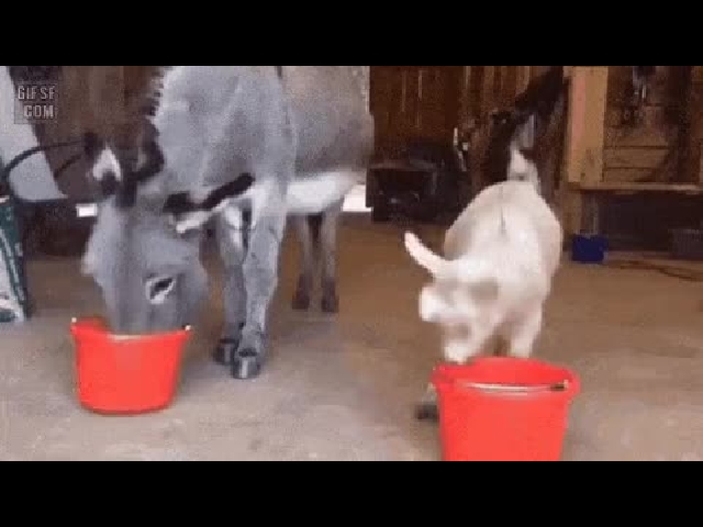 Goats…