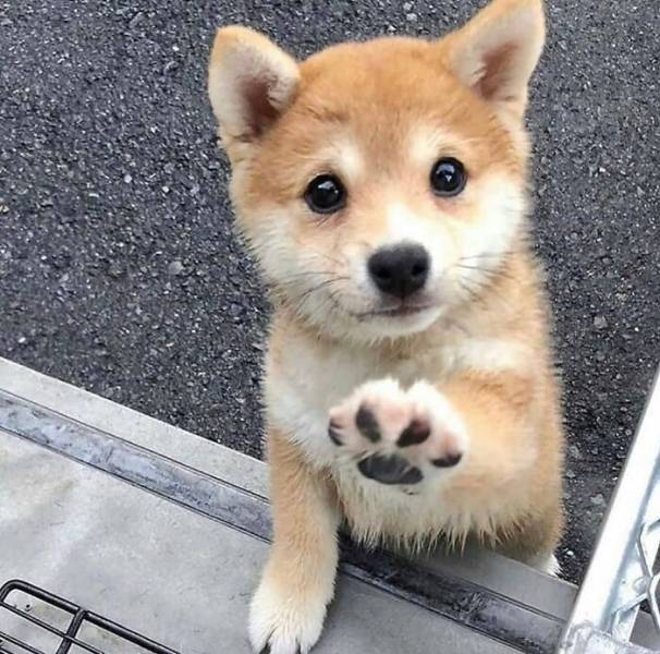 These Dog Photos Are Extremely Cute!