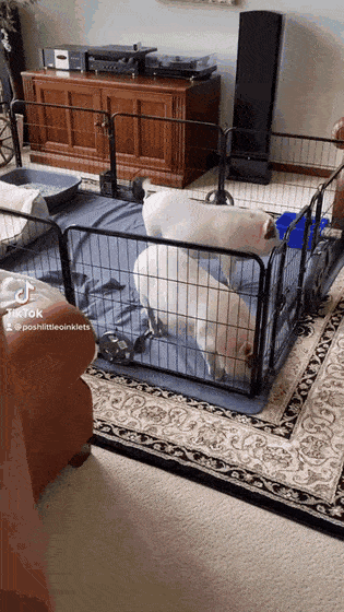 Daily Gifdump Daily Gifdump