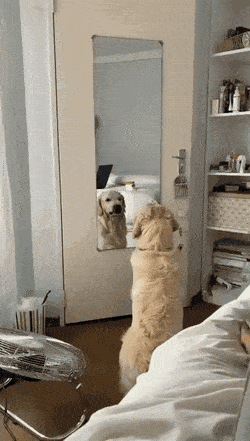 Daily Gifdump Daily Gifdump