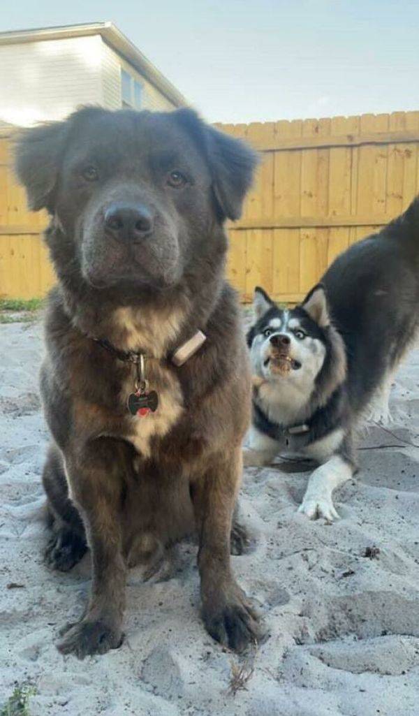 That’s Some Expert Photobombing!