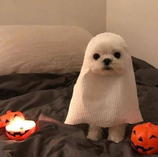 Adorable Halloween Costumes For Pets!