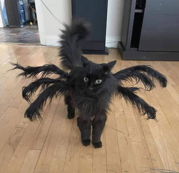 Adorable Halloween Costumes For Pets!