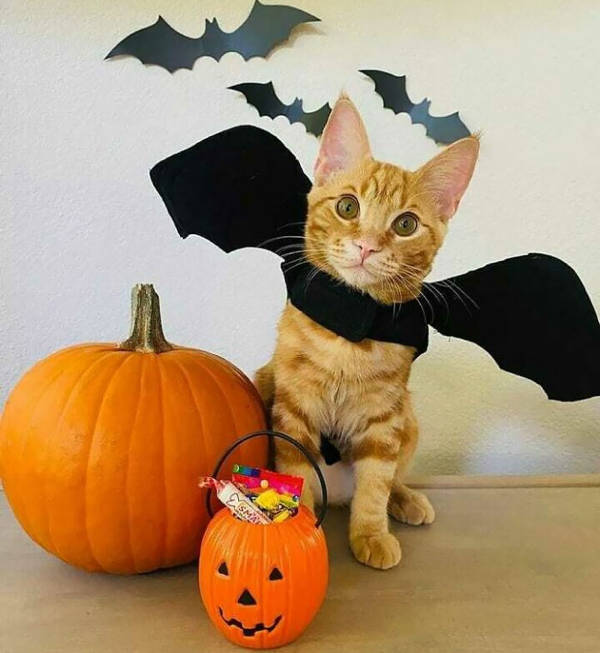 Adorable Halloween Costumes For Pets!
