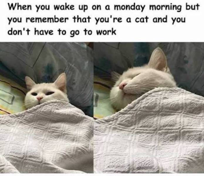 You Are Not Ready For These Monday Memes…