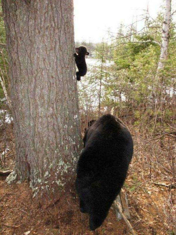 Bears Are So Funny!