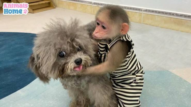 This Rescued Monkey Is Just Ultra-Adorable!