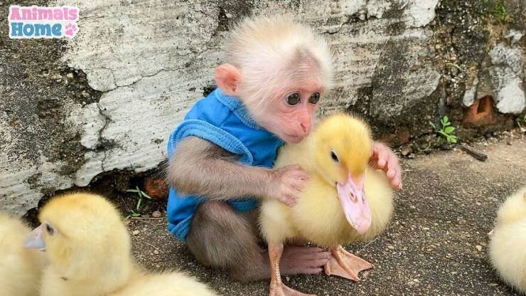 This Rescued Monkey Is Just Ultra-Adorable!