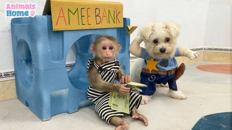 This Rescued Monkey Is Just Ultra-Adorable!