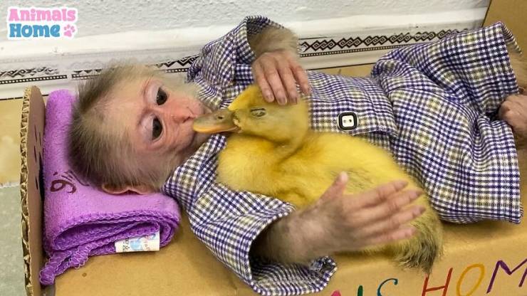 This Rescued Monkey Is Just Ultra-Adorable!