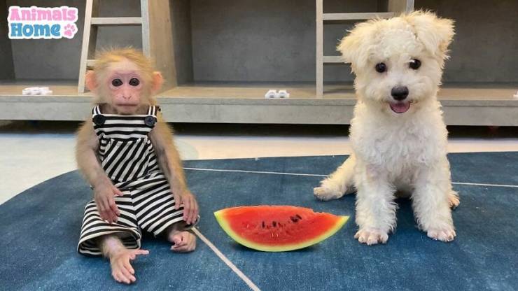 This Rescued Monkey Is Just Ultra-Adorable!