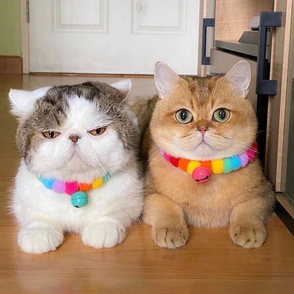 Morning Picdump