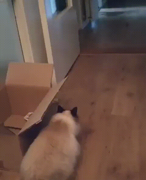 Daily Gifdump