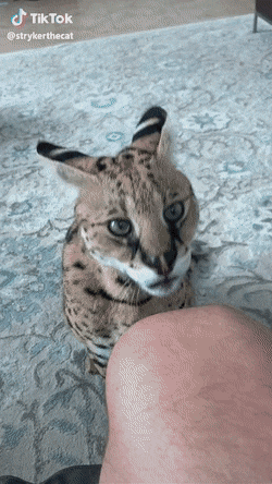 Daily Gifdump