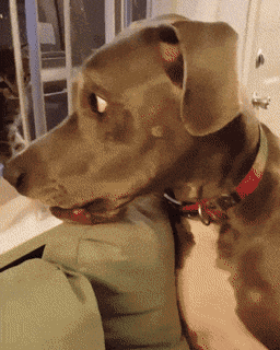 Morning Gifdump