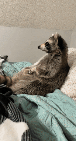 Morning Gifdump