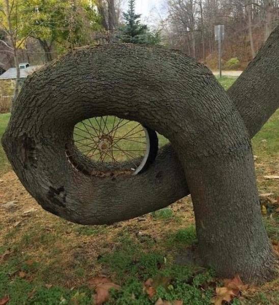 Nature Claims All!