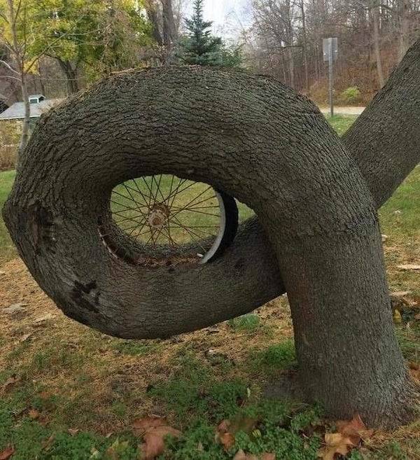 Nature Claims All!