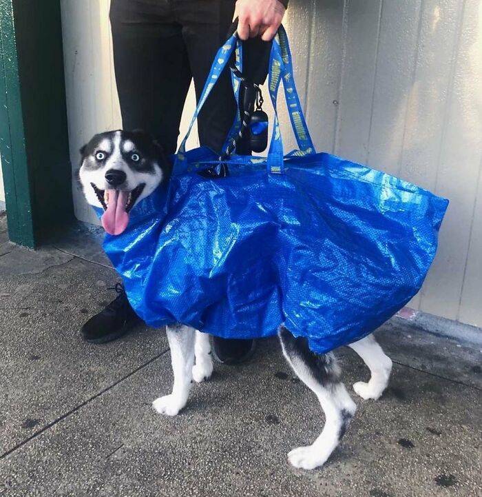 Dogs In Bags