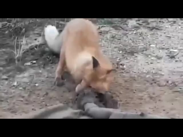 Saving A Little Fox