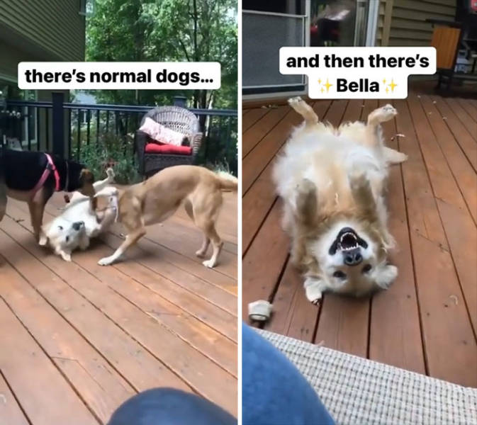 Extremely Derpy Dogs…