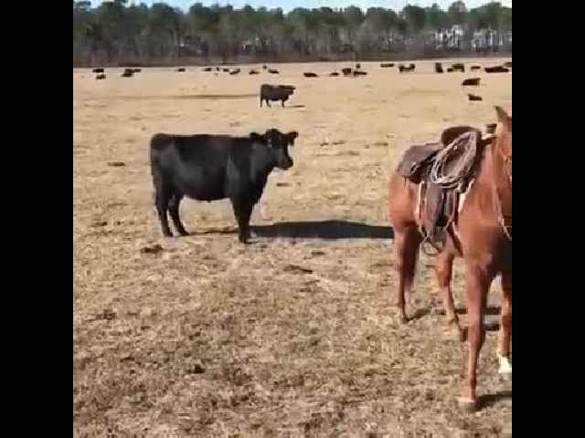 Horse Protects Her Cowboy