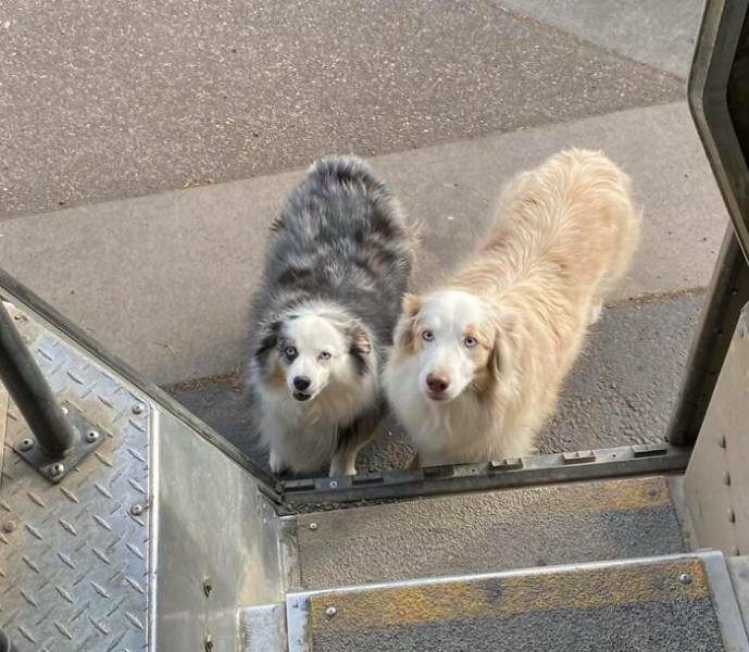 UPS Drivers Meeting Cute Dogs…