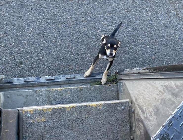 UPS Drivers Meeting Cute Dogs…