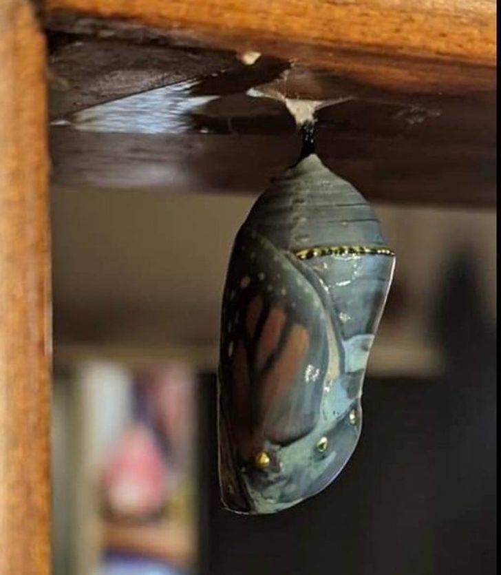 Intriguing Things Found In People’s Houses