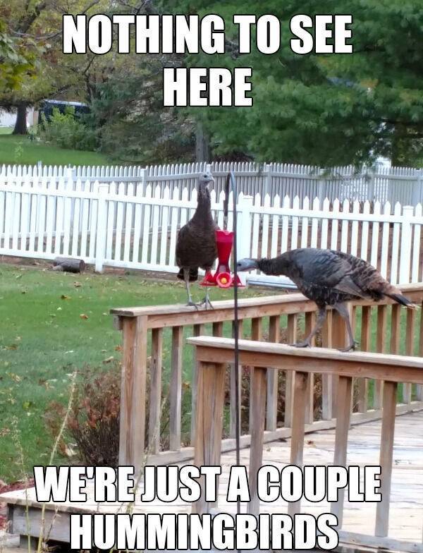 Thanksgiving In Memes…