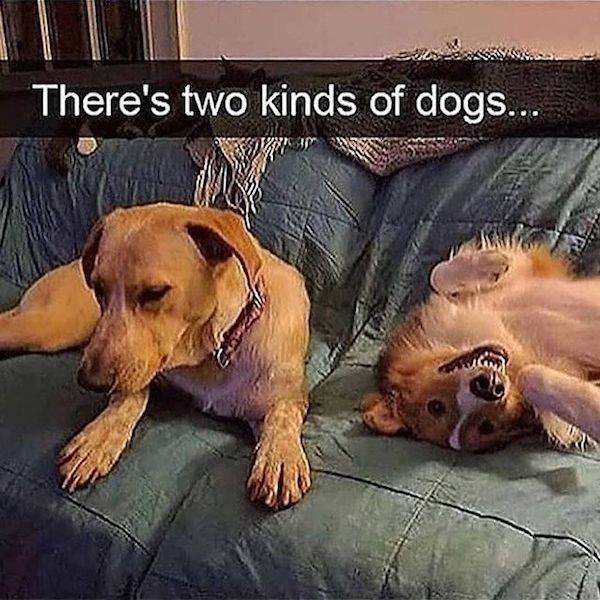 Dogs Are Too Weird…