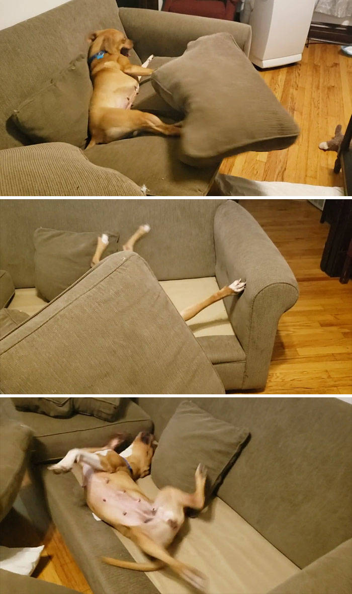 Something’s Wrong With These Dogs…