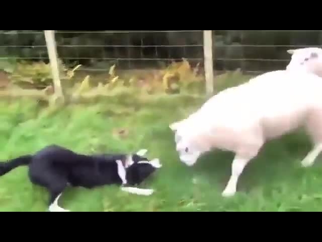 Shepherd Dogs Are Unstoppable!